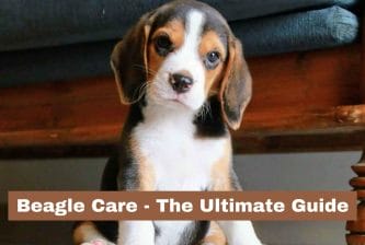 Beagle Care guide