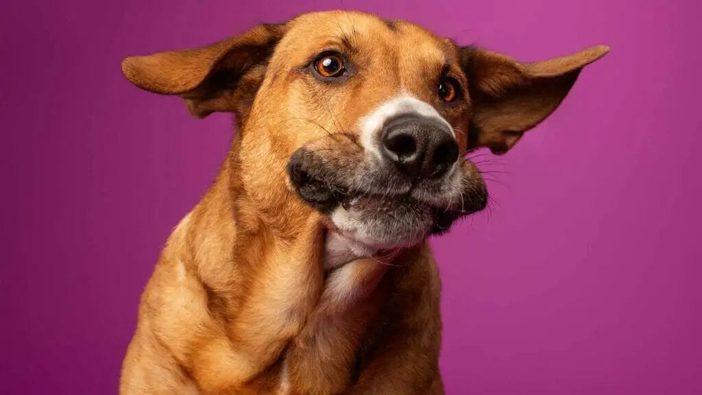 Photo of a goofy dog. Why Dogs Are Better Than Humans.
