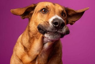 Why Dogs Are Better Than Humans