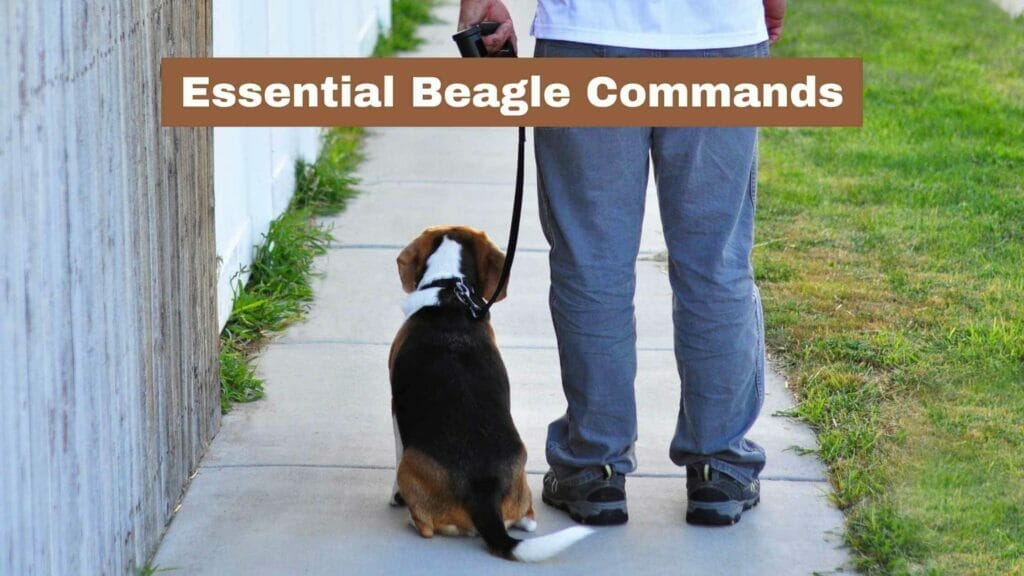 Photo of a Beagle in a heel position with its owner. Essential Beagle Commands.