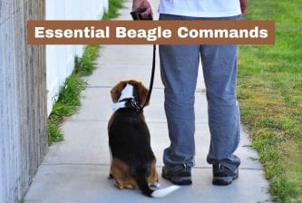 Essential Beagle Commands