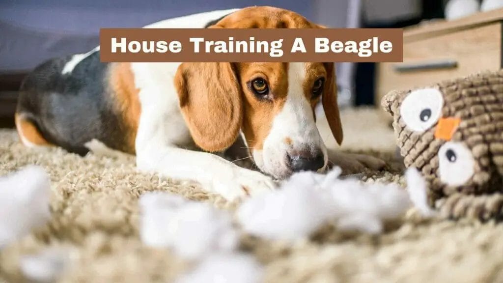 Photo of a Beagle after destroying a carpet. House Training A Beagle.