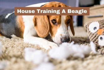 House Training A Beagle