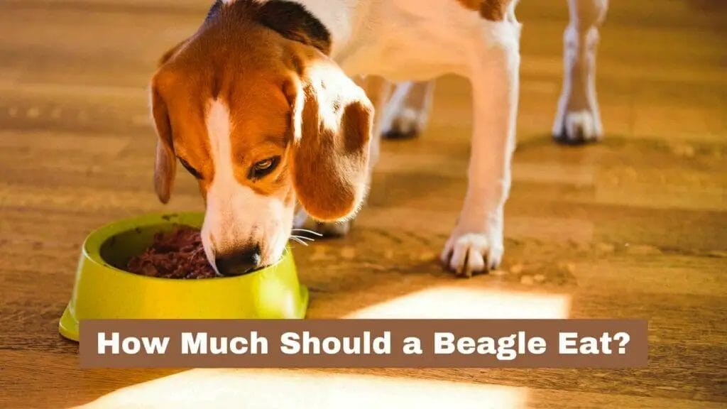 Photo of a Beagle dog eating its dog food from a green bowl. How Much Should a Beagle Eat?