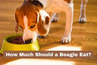 How Much Should a Beagle Eat