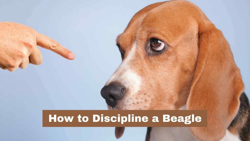 Photo of a person's finger pointing to a Beagle being disciplined. How to Discipline a Beagle?