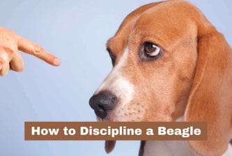 How to Discipline a Beagle