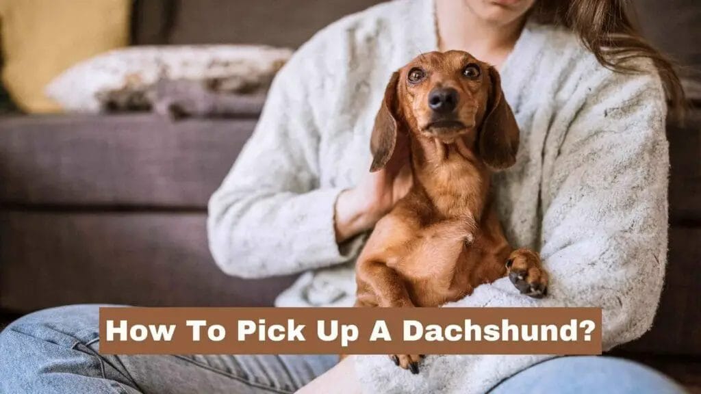 Photo of a Dachsund on top of its owner's lap. How To Pick Up A Dachshund?