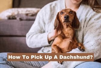How To Pick Up A Dachshund