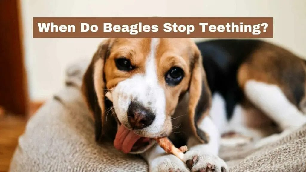 Photo of a Beagle laying in bed and chewing on a stick. When Do Beagles Stop Teething?