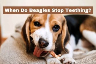 When Do Beagles Stop Teething