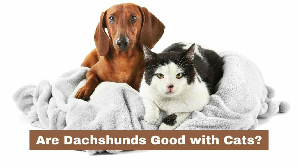 Photo of a Dachshund and a cat laying on a blanket side by side. Are Dachshunds Good with Cats?