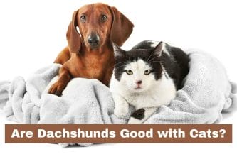Are Dachshunds Good with Cats