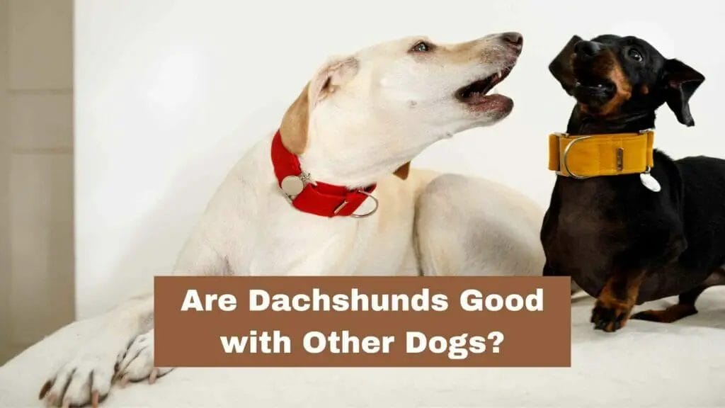 Photo of a Dachshund beside another dog. Are Dachshunds Good with Other Dogs?