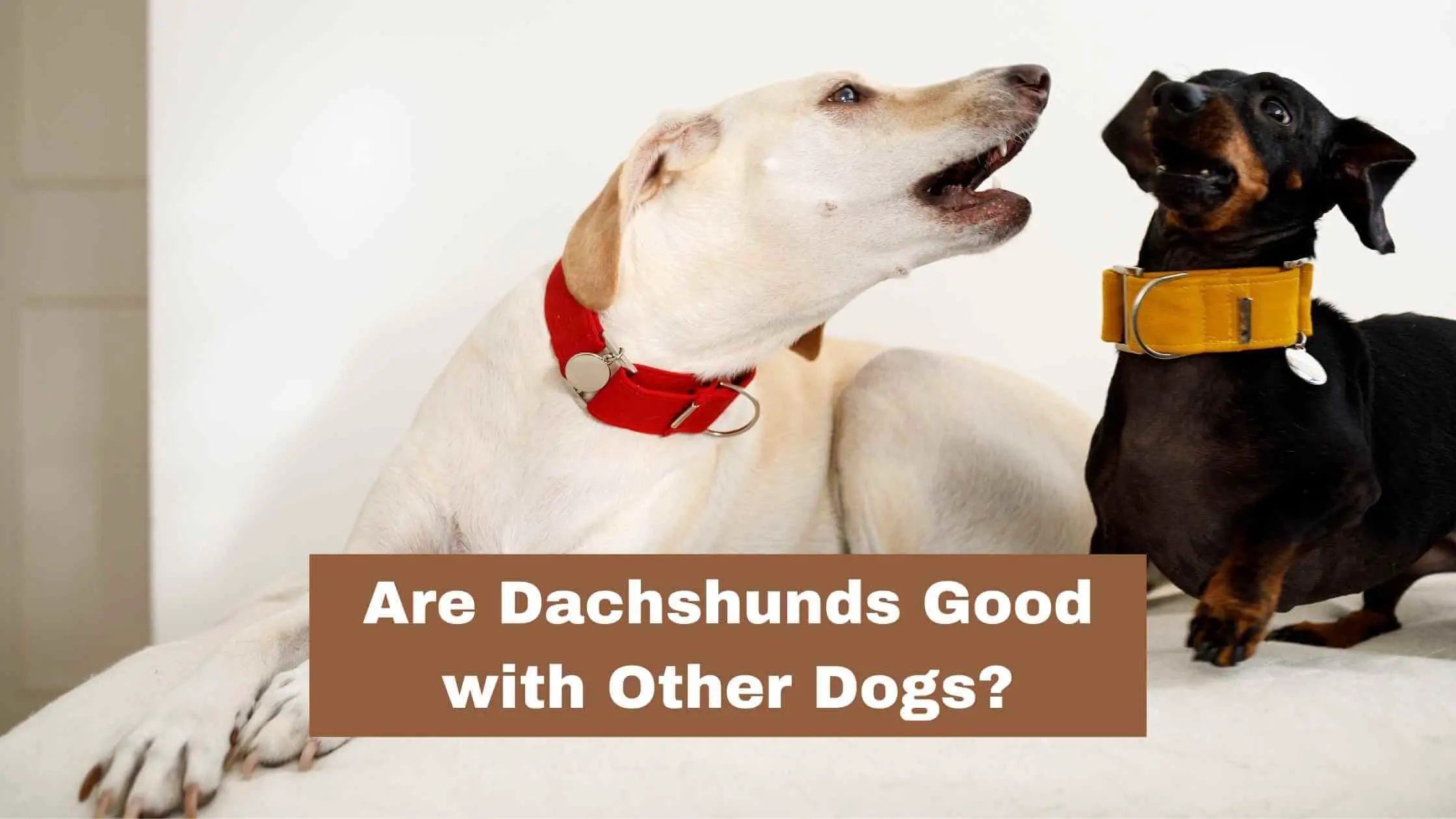 Are Dachshunds Good with Other Dogs
