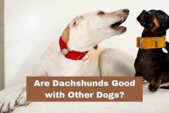 Are Dachshunds Good with Other Dogs