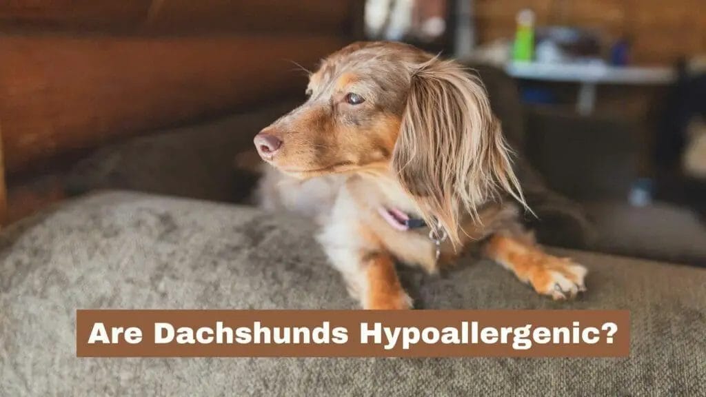 Photo of a Dachshund laying on a sofa. Are Dachshunds Hypoallergenic?