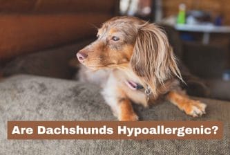 Are Dachshunds Hypoallergenic