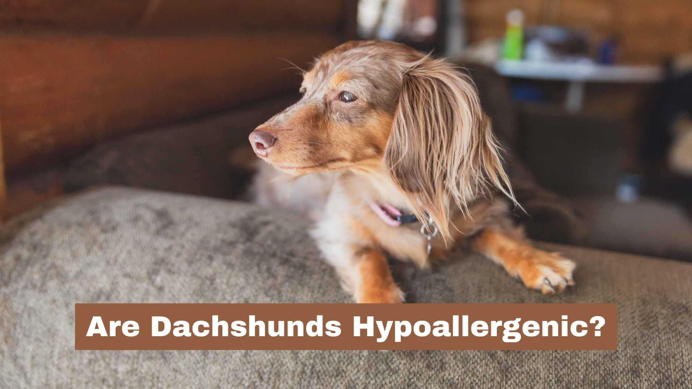 Are Dachshunds Hypoallergenic