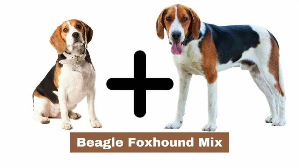 Photo of a Beagle on the left and a Foxhound on the right. Beagle Foxhound Mix