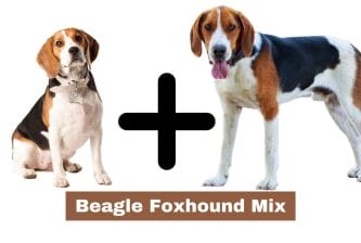 Beagle Foxhound Mix