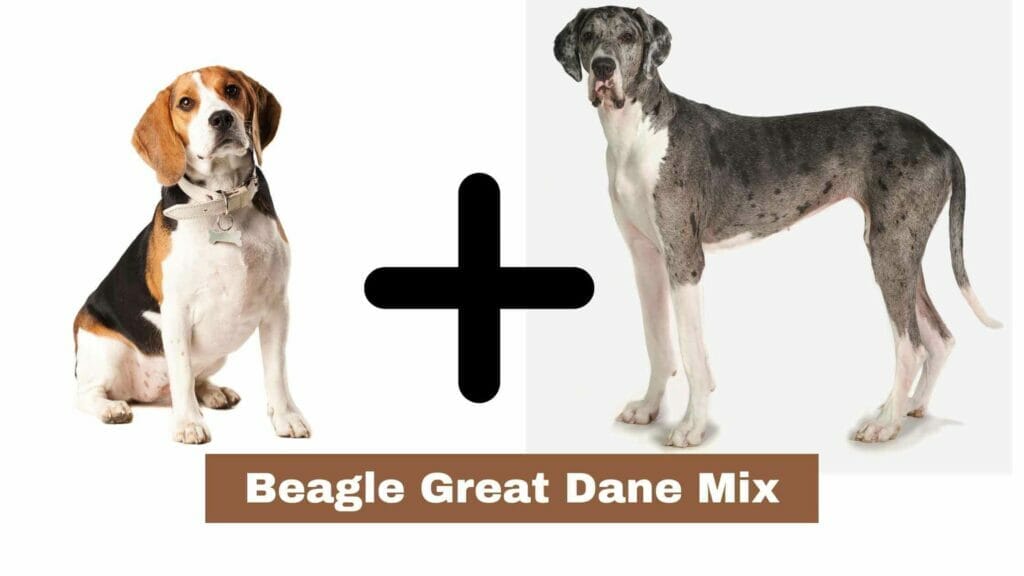 Photo of a Beagle on the left and a Great Dane on the right. Beagle Great Dane Mix.
