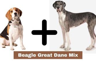 Beagle Great Dane Mix