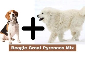 Beagle Great Pyrenees Mix