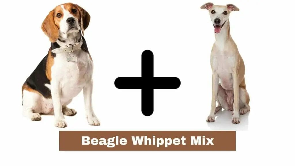 Photo of a Beagle on the left and a whippet on the right. Beagle Whippet Mix