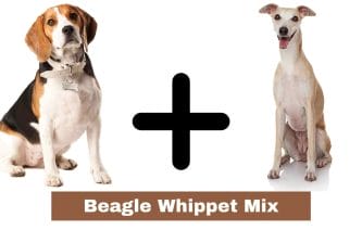 Beagle Whippet Mix