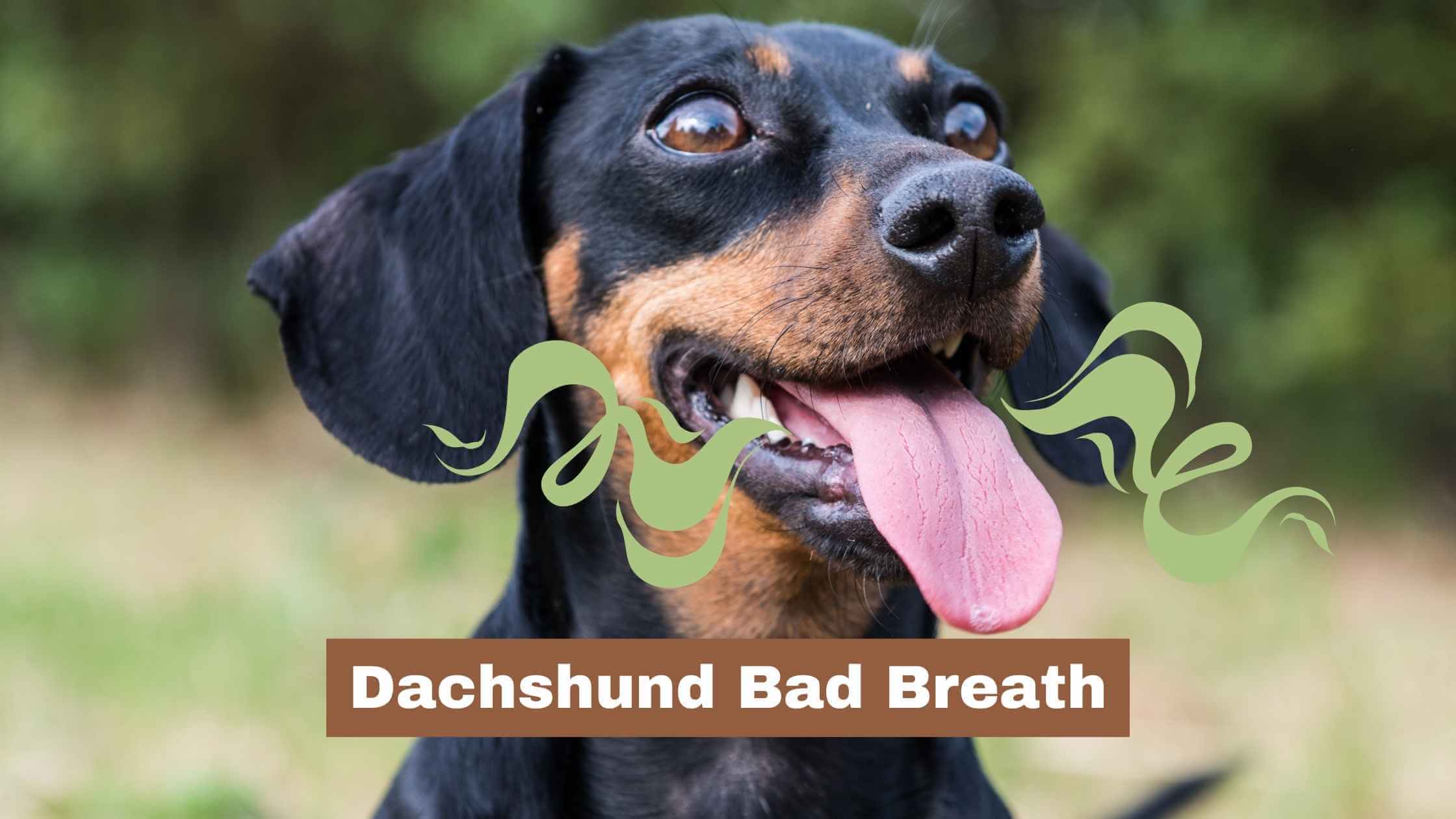 Dachshund Bad Breath (Causes and Solutions)