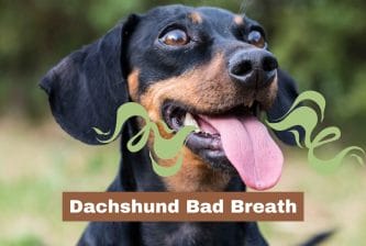 Dachshund Bad Breath