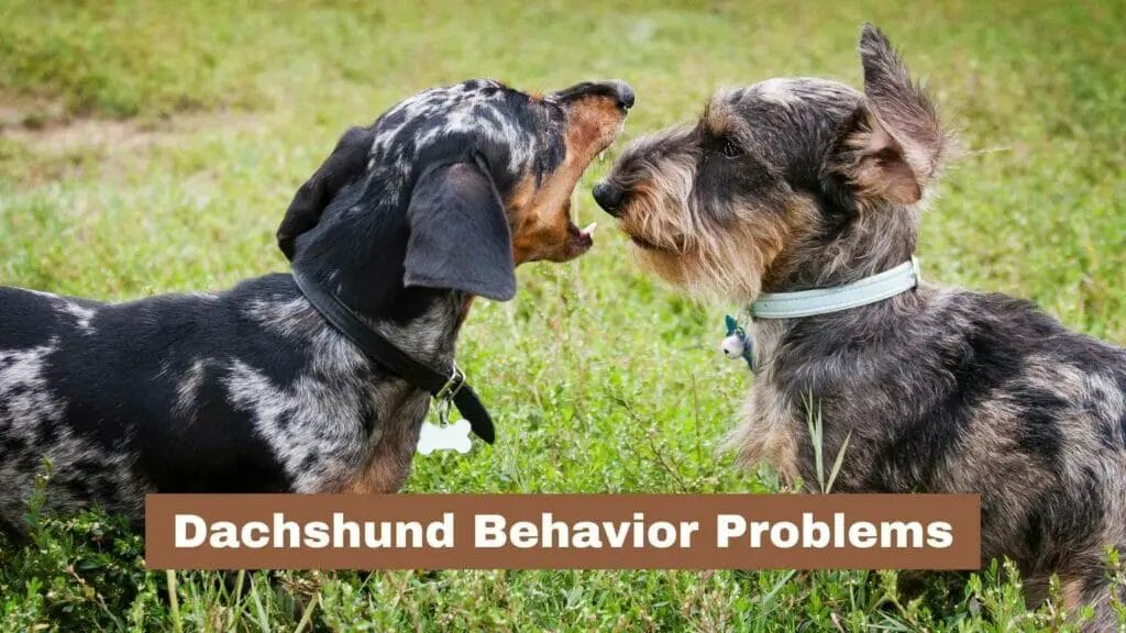 Photo of a Dachshund (left) showing bad behavior to another Dachshund (Right). Dachshund Behavior Problems.