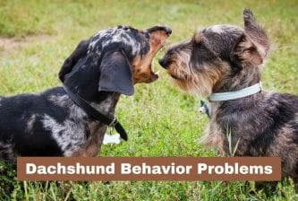 Dachshund Behavior Problems