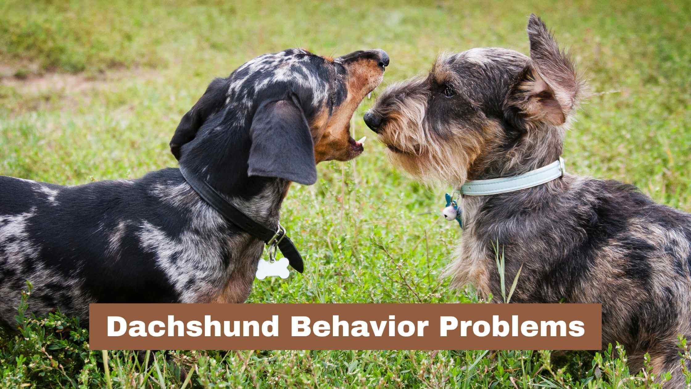Dachshund Behavior Problems
