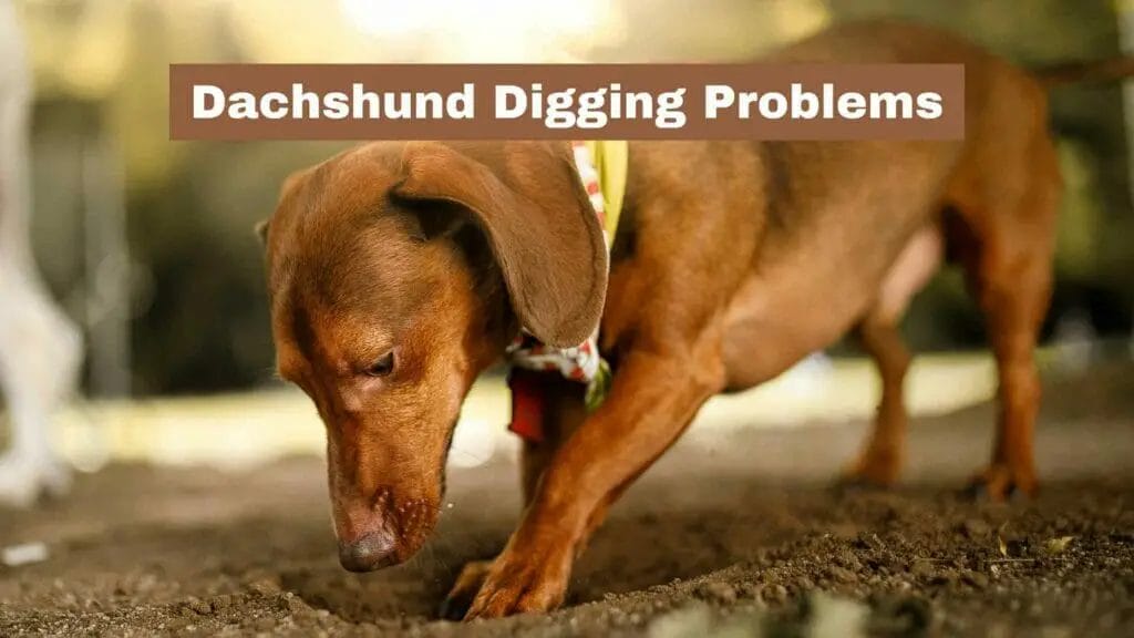 Photo of a Dachshund digging.
