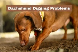 Dachshund Digging