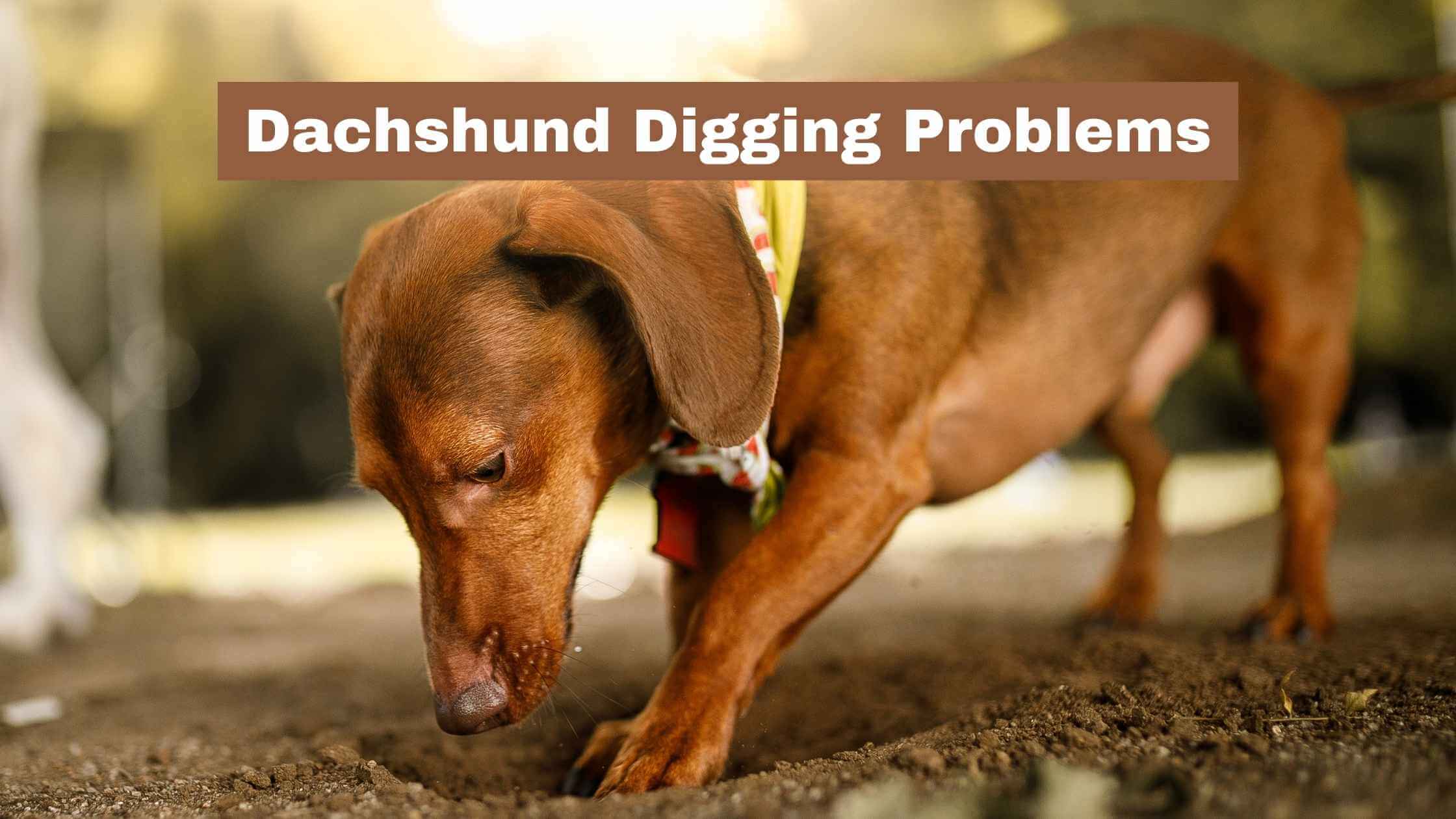 Dachshund Digging