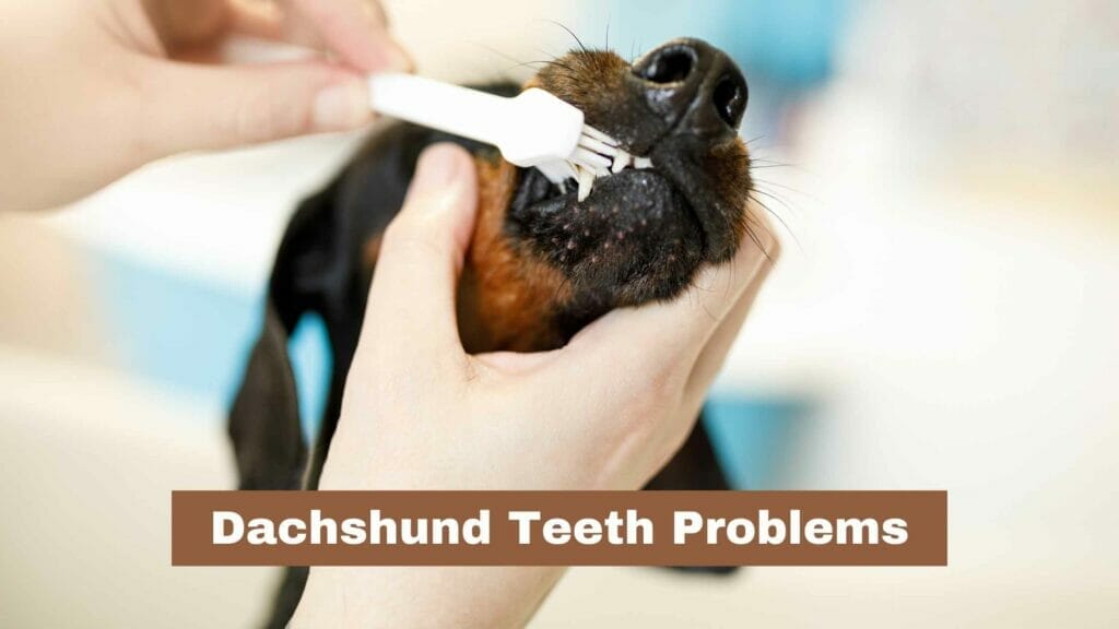 Photo of a Dachshund owner brushing his teeth. Dachshund Teeth Problems.