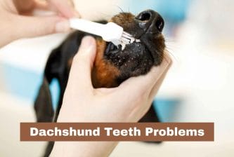 Dachshund Teeth Problems