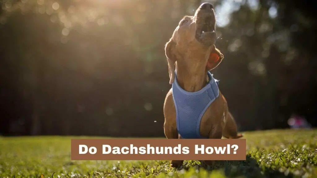 Photo of a Dachshund howling in the backyard. Do Dachshunds Howl?