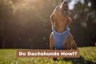 Do Dachshunds Howl