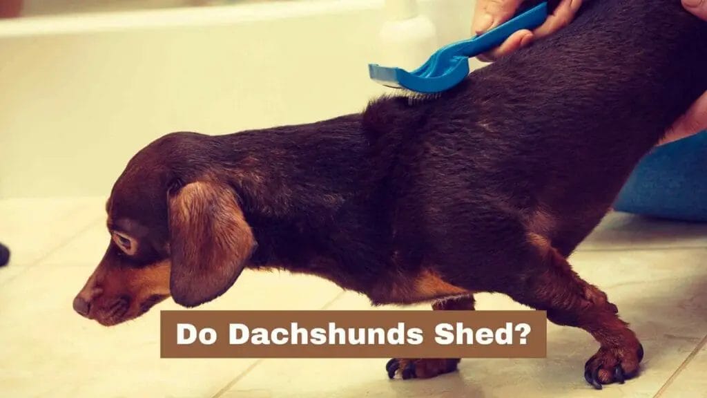 Photo of a Dachshund getting his fur brushed. Do Dachshunds Shed?