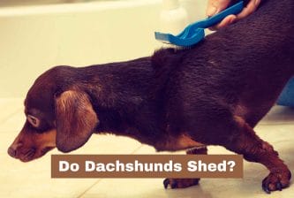 Do Dachshunds Shed