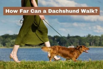 How Far Can a Dachshund Walk