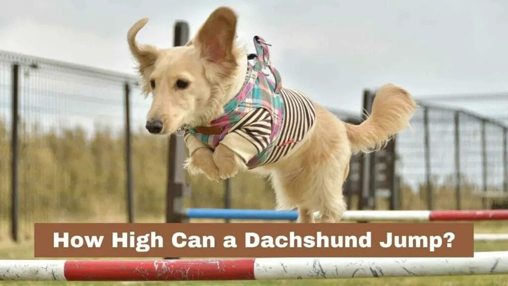 Photo of a long haired Dachshund jumping above a bar. How High Can a Dachshund Jump?