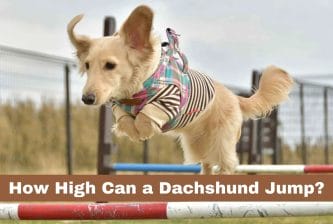How High Can a Dachshund Jump