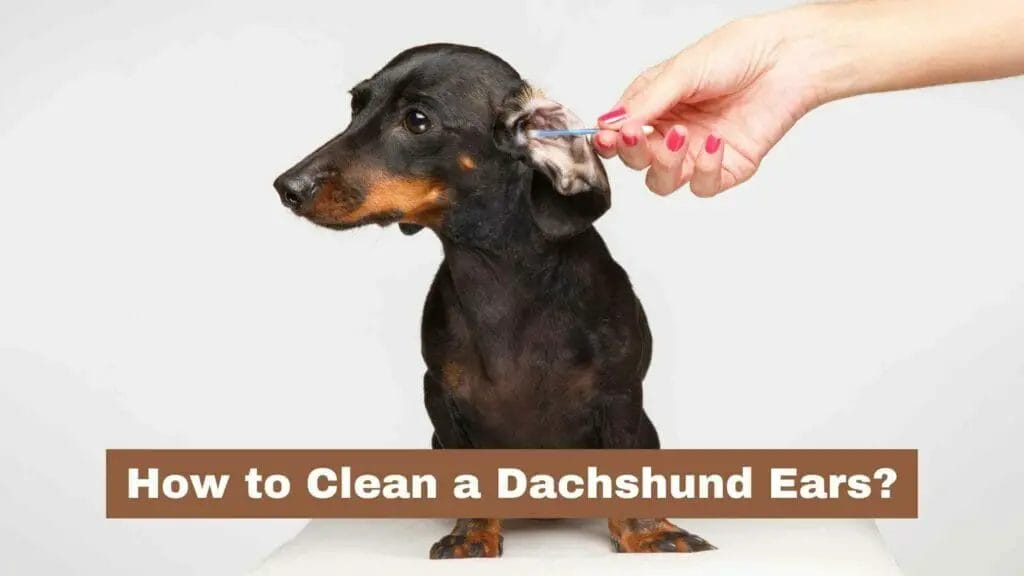 Photo of a Dachshund ears being cleaned. How to Clean Dachshund Ears?