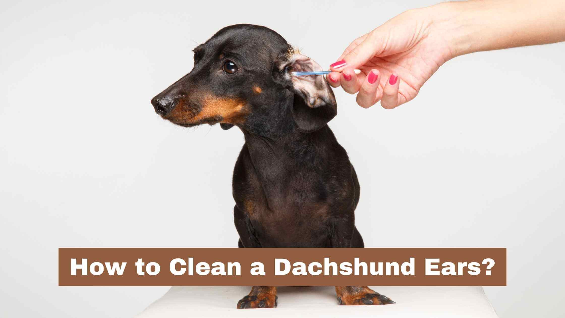 How to Clean Dachshund Ears? (A Knowledgeable Guide)