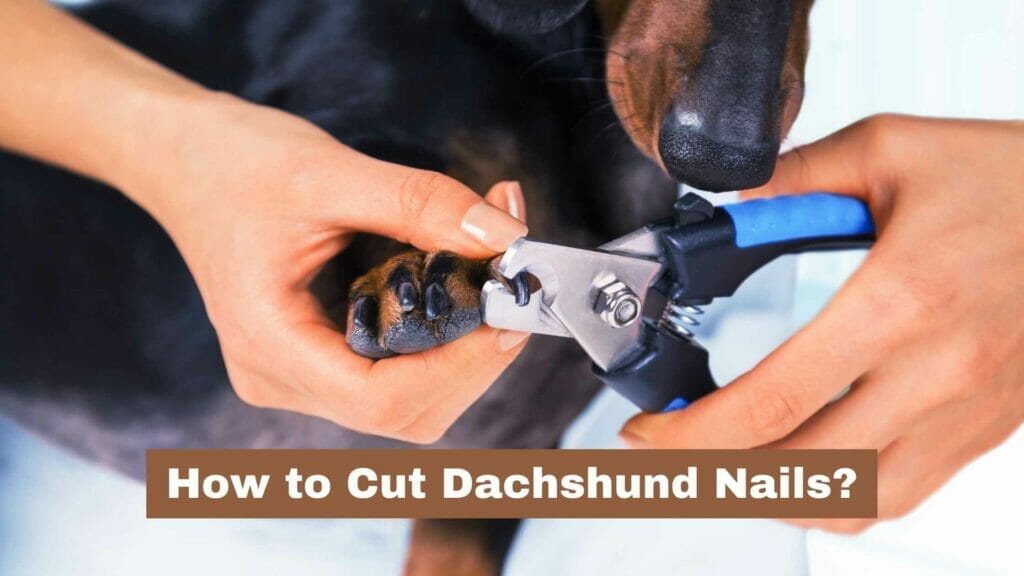 Photo of a Dachshund owners cutting his nails. How to Cut Dachshund Nails?